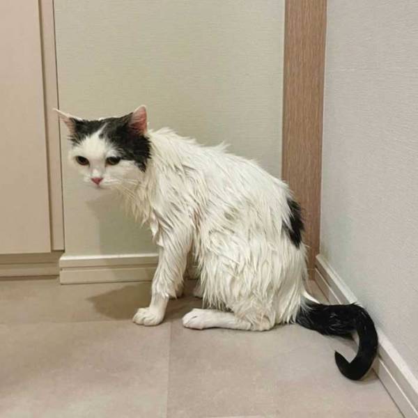 お風呂が嫌いな猫　本音ダダ漏れな表情にご注目