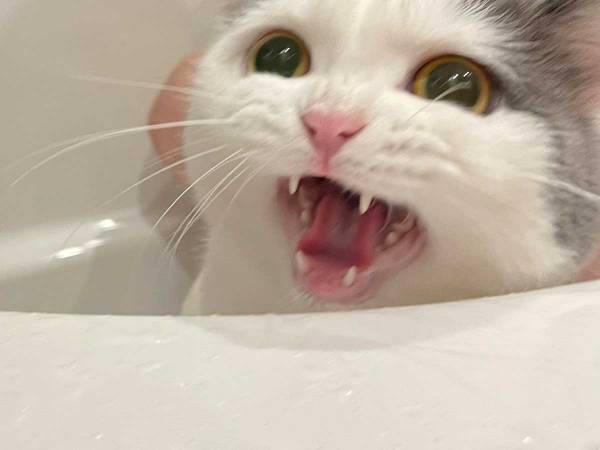 お風呂が嫌いな猫　本音ダダ漏れな表情にご注目