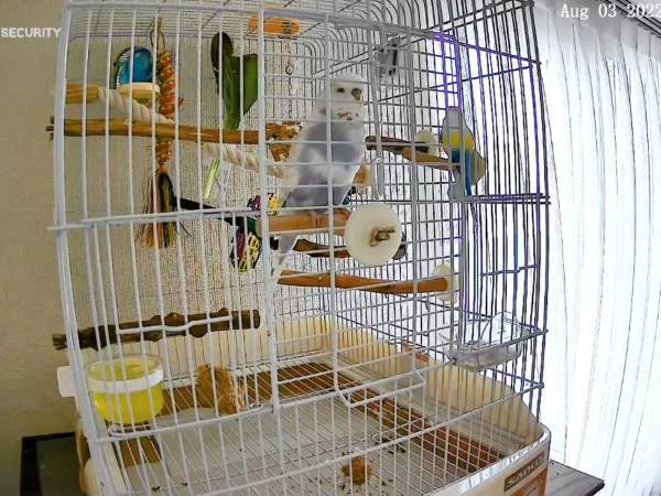 インコの『主張』に１０万人が驚愕！　発した言葉に「耳を疑った」「天才現る」