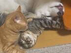 身を寄せ合って眠る、シベリアンハスキーと猫２匹　その後の様子に心が和む