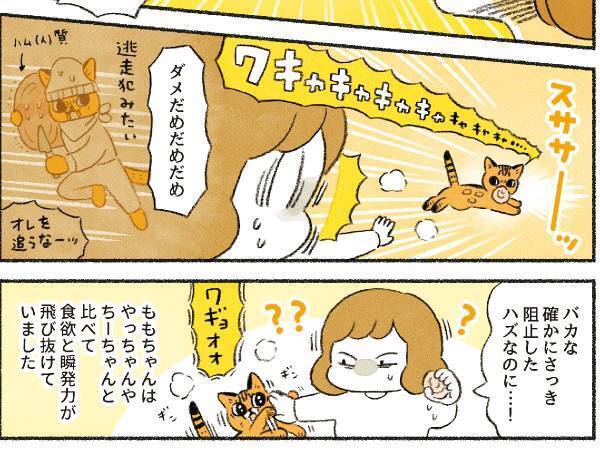 「こんなにおとなしい顔をしてるけど…」　愛猫のハングリー精神に飼い主も驚き！