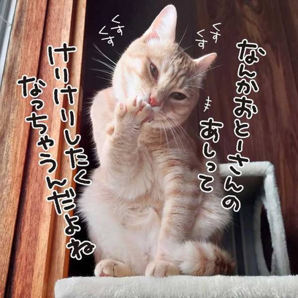 香箱座りをする猫に、飼い主夫婦が片足を突っ込むと？　「笑ってしまった」「ある意味愛されてる！」
