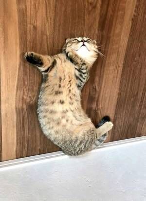 床の上で寝転がる猫　「踊っているようにしか見えない！」と反響呼ぶ