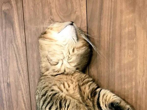 床の上で寝転がる猫　「踊っているようにしか見えない！」と反響呼ぶ