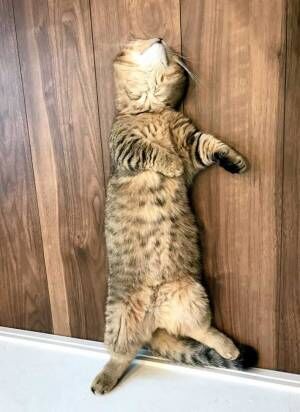 床の上で寝転がる猫　「踊っているようにしか見えない！」と反響呼ぶ