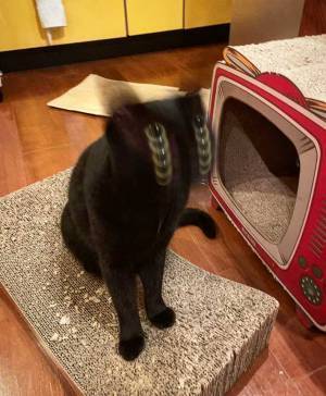 飼い主「黒猫スロットが撮れた」　撮影した１枚に「声出して笑った！」