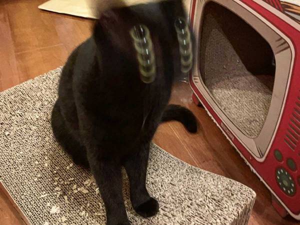 飼い主「黒猫スロットが撮れた」　撮影した１枚に「声出して笑った！」