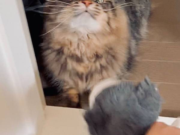 犬のぬいぐるみを見た猫　『顔芸』に「たまらなく好き」「どんな感情！？」