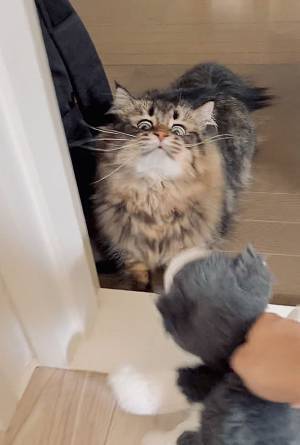 犬のぬいぐるみを見た猫　『顔芸』に「たまらなく好き」「どんな感情！？」