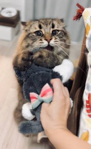 犬のぬいぐるみを見た猫　『顔芸』に「たまらなく好き」「どんな感情！？」