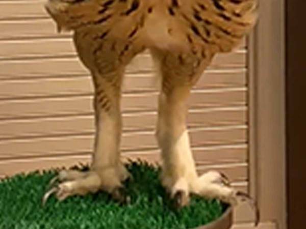 「脚、長ッ！」「スラッとしてる」　飼い主とともに暮らしている動物は…？