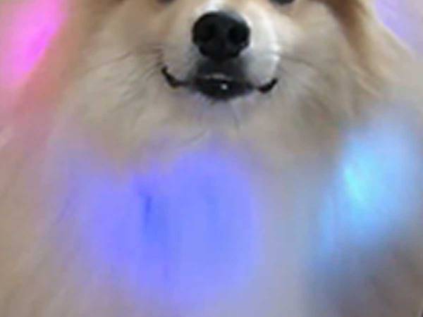 「どう？似合う？」　光る首輪を着けた犬、ご機嫌な姿に「パーティーだ！」「かわいい」