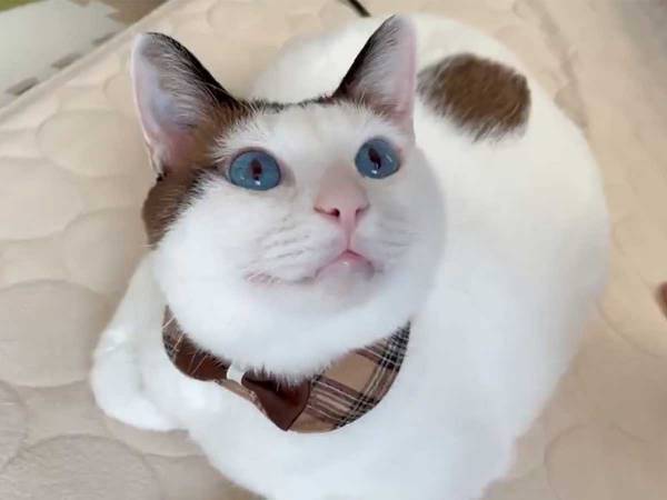 『ある特技』を持つ猫　飼い主とのやり取りに、心が和む