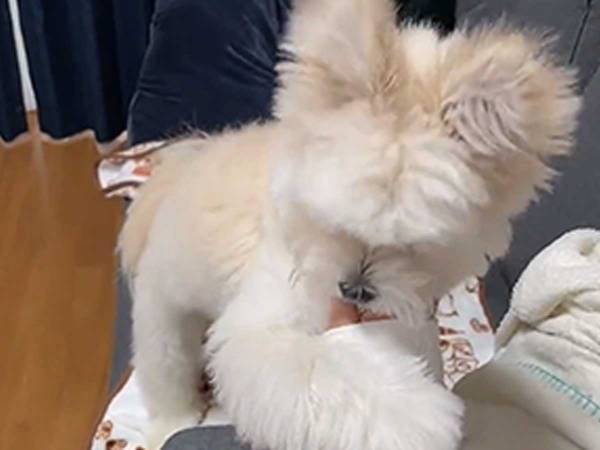 出社するため、メイクをしていると…？　愛犬の行動がかわいすぎた