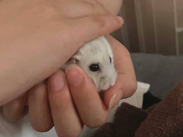 「かわいすぎ」「おにぎりだ」　雷が鳴った後の光景に、きゅんとする！