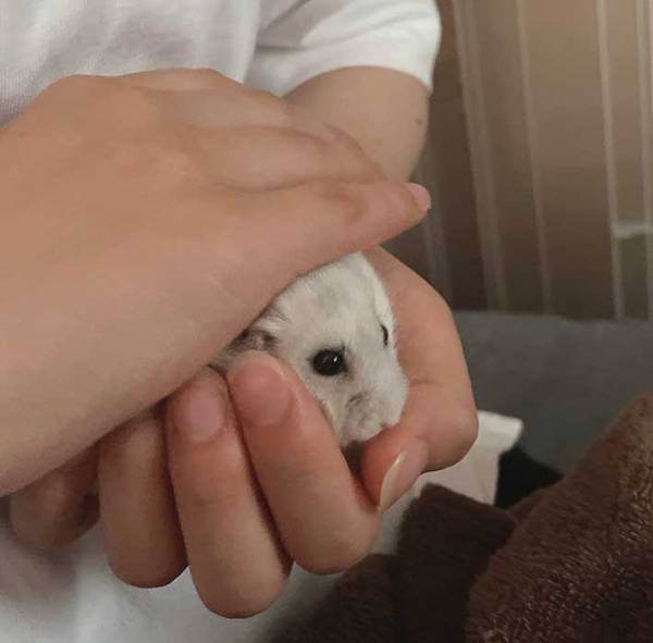 「かわいすぎ」「おにぎりだ」　雷が鳴った後の光景に、きゅんとする！