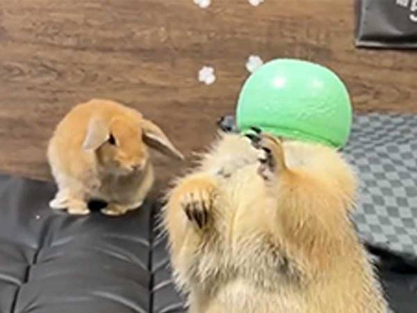 ８秒の動画に「爆笑した」「ウケる」　突然『メロンマン』が現れて…！？