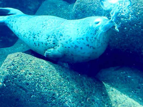 「鼻からクラゲを生み出したアザラシ」　奇跡の１枚が、こちら