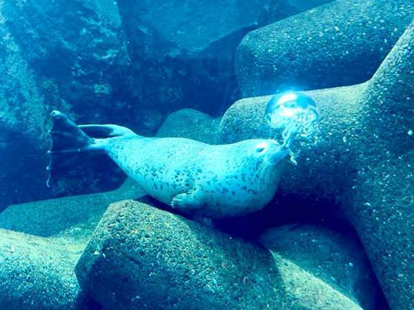 「鼻からクラゲを生み出したアザラシ」　奇跡の１枚が、こちら