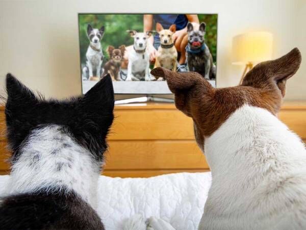 あの犬 どこ行った テレビの中の犬 を見ていた犬の行動に吹き出す 22年8月8日 ウーマンエキサイト 1 2