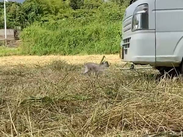 迷子になり、パニックになったヤギ　無事見つけた姿に「心臓撃ち抜かれた」