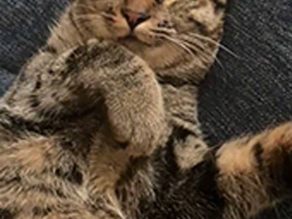 飼い主「目、開いてるんだなぁ」　熟睡する猫の表情に爆笑