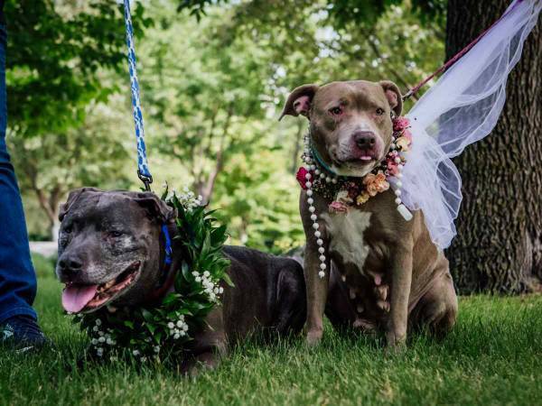 これからもずっと一緒だよ　結婚式を挙げた高齢の保護犬　「感動して泣いた」