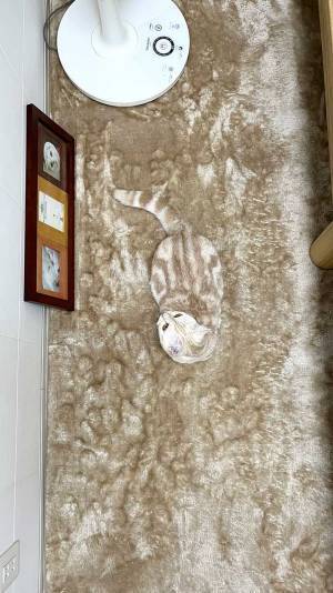 猫…写ってる？　愛猫がいなくなったと思った飼い主、発見時の姿に「難易度高い！」