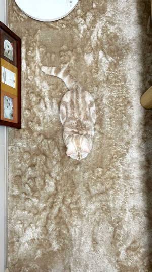 猫…写ってる？　愛猫がいなくなったと思った飼い主、発見時の姿に「難易度高い！」