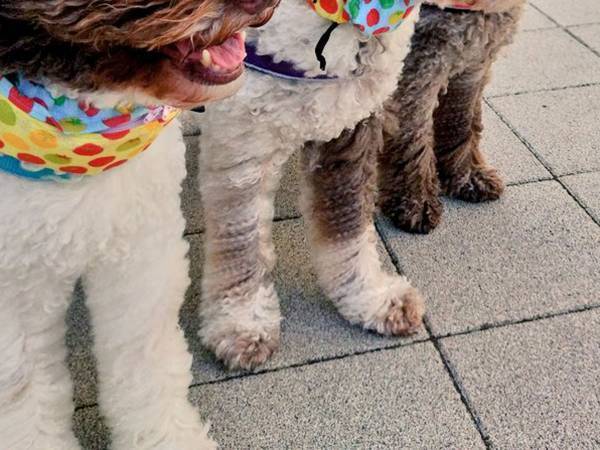 強風が吹いた瞬間？　毛の長い犬３頭を撮った１枚に、笑いがこみ上げる