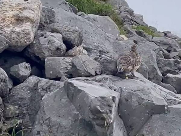 登山道で目にしたライチョウ　岩の上を歩いていたオチに「おっちょこちょい」
