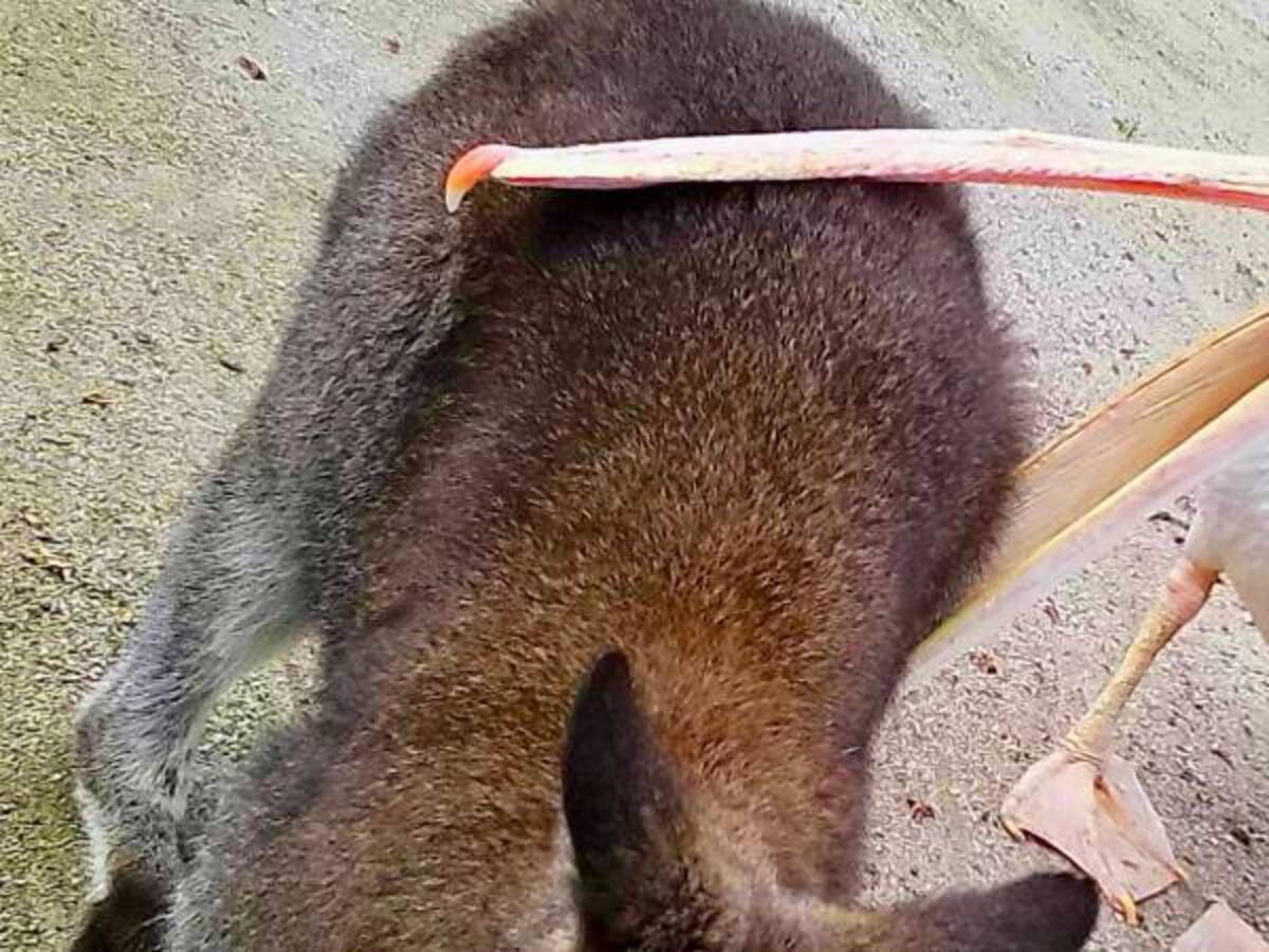 ペリカンがワラビーをカプッ 食べようとしているのではなく 22年8月10日 ウーマンエキサイト 1 2