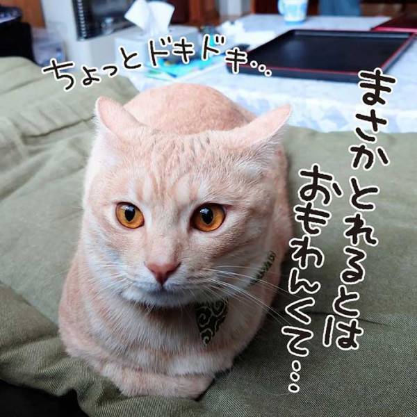 「可愛すぎる」　室内に飛ぶ虫を目で追っていた猫　すると、次の瞬間…？