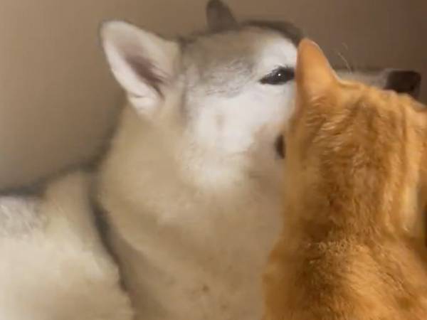 犬の口元が気になる猫たち　そのシュールな様子にクスッ！