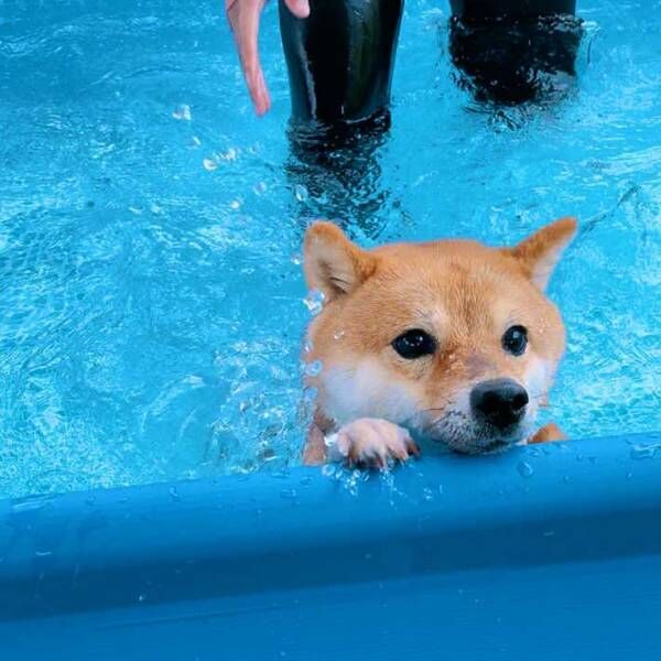 柴犬「飼い主は黙ってて！」　自分のペースで泳ぎたい、愛犬の表情が…？