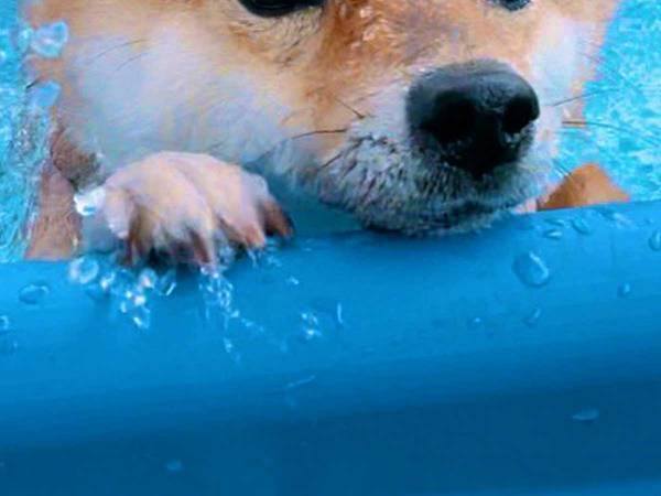 柴犬「飼い主は黙ってて！」　自分のペースで泳ぎたい、愛犬の表情が…？