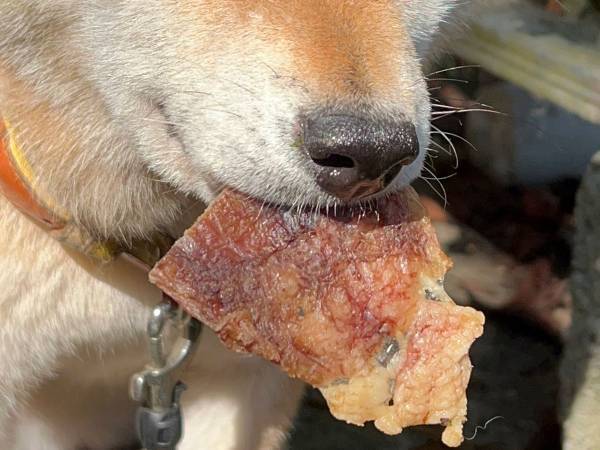 ジャーキーに喜ぶ柴犬、しかし？　次第に表情に変化が！