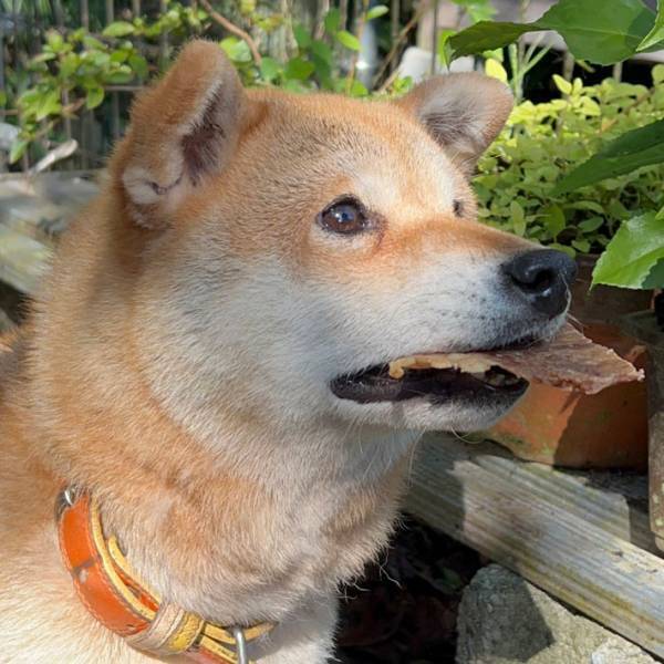 ジャーキーに喜ぶ柴犬、しかし？　次第に表情に変化が！