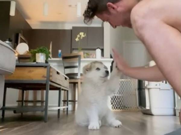 愛犬に子犬の頃からハイタッチを教えたら？　１年後の結果に爆笑！