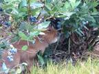 農園「ありがたいこと」　野生動物に食べられている動画に「利害の一致」「かわいい従業員」