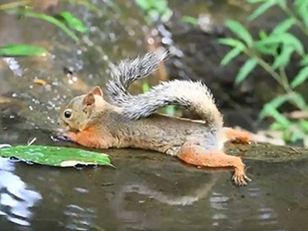 「リゾート感が半端ない！」　水たまりで涼んでいた動物は…？