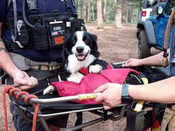 山で歩けなくなった『ハイカー』　救助される様子に「なんてかわいいんだ！」