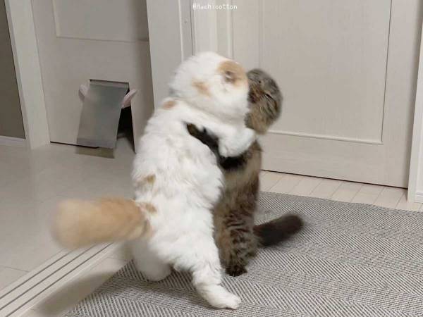 「本人たちは真剣だけど笑ってしまう」　取っ組み合いのケンカをする猫たちの様子が？