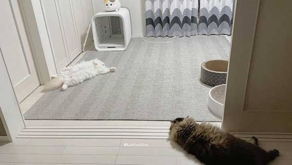 「本人たちは真剣だけど笑ってしまう」　取っ組み合いのケンカをする猫たちの様子が？