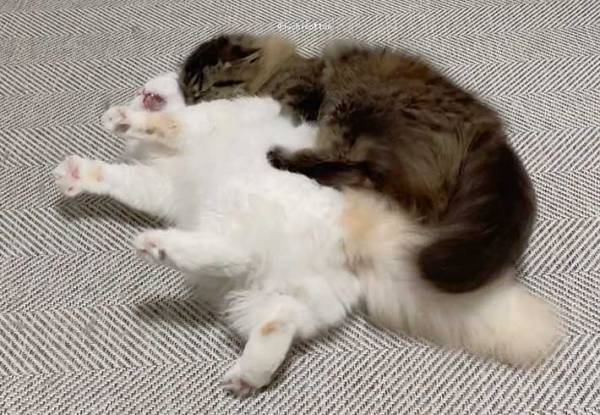 「本人たちは真剣だけど笑ってしまう」　取っ組み合いのケンカをする猫たちの様子が？