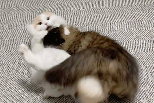 「本人たちは真剣だけど笑ってしまう」　取っ組み合いのケンカをする猫たちの様子が？