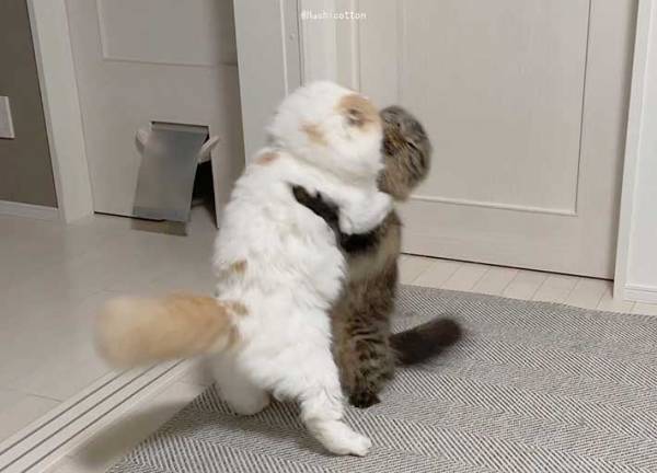 「本人たちは真剣だけど笑ってしまう」　取っ組み合いのケンカをする猫たちの様子が？