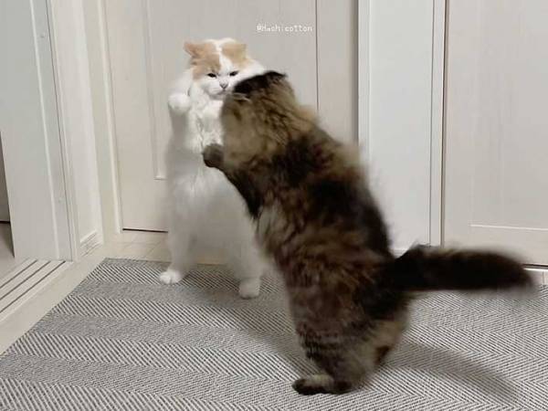 「本人たちは真剣だけど笑ってしまう」　取っ組み合いのケンカをする猫たちの様子が？