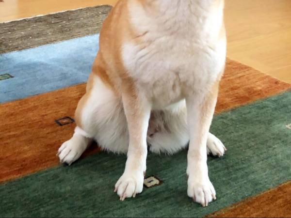 柴犬に『かわいい』といい続けた結果　アイドル顔負けのウィンクを披露！