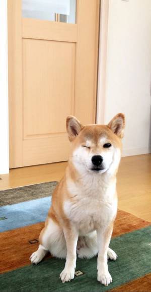 柴犬に『かわいい』といい続けた結果　アイドル顔負けのウィンクを披露！
